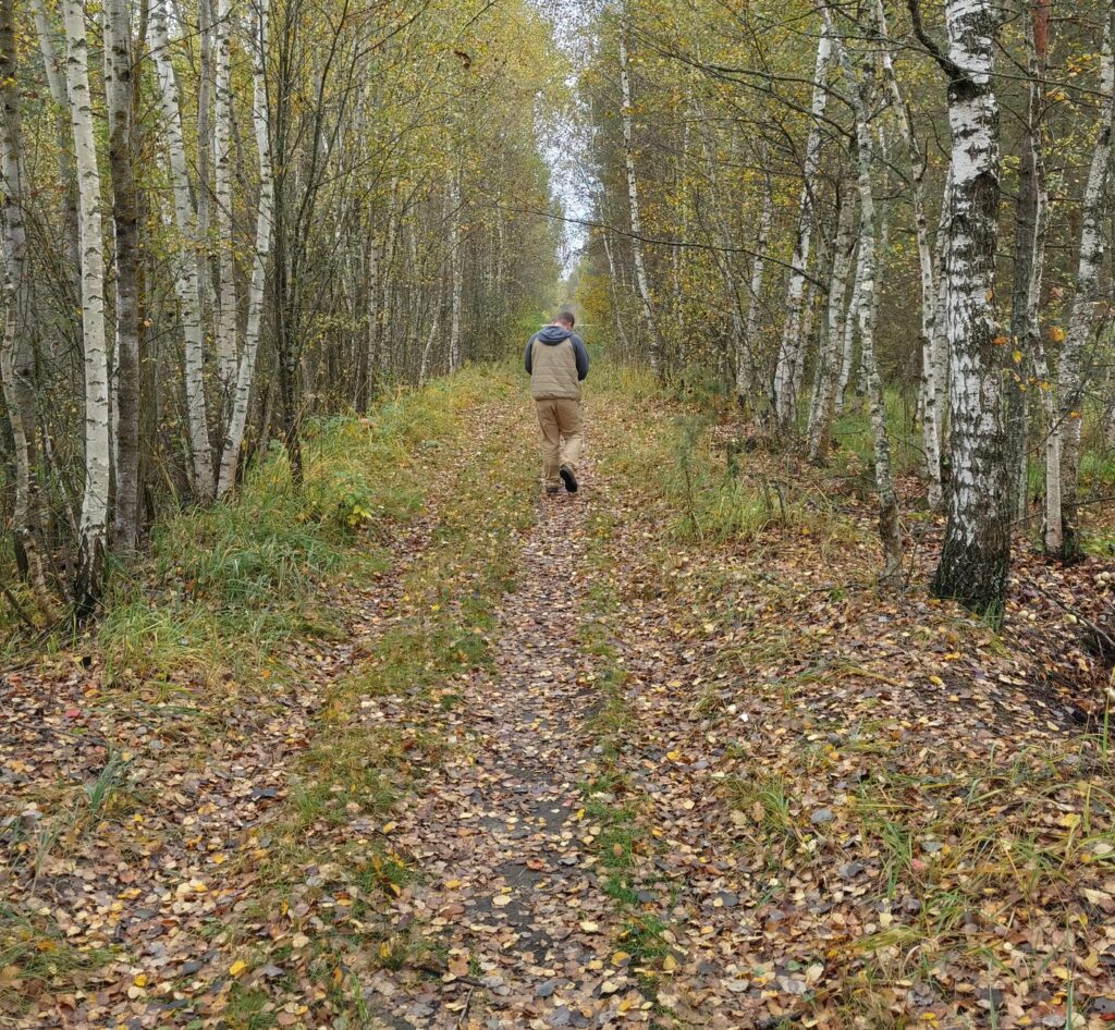 Осенняя берёзовая дорожка