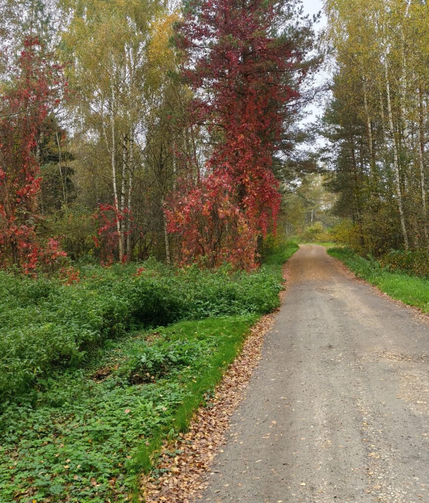 Дорога рядом с осенним лесом